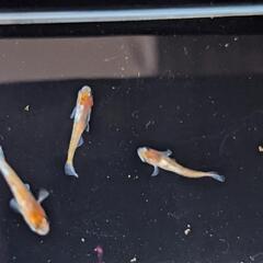 メダカ【朱光菊】♂1♀2　若魚