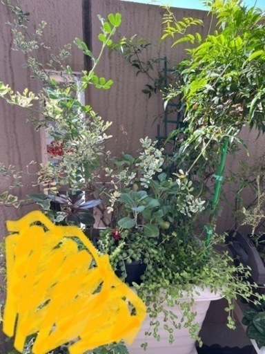 多肉植物など-終了しました
