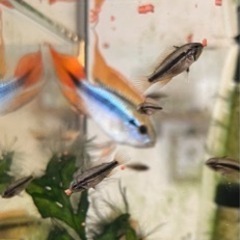 【熱帯魚】　アピストグラマ　アガシジィ　ダブルレッド稚魚