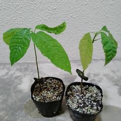 カカオ苗2個　苗木　フォラステロ種　ガーナ産　観葉植物　レア植物
