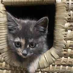 人間大好き♡甘えん坊の子猫の里親さん募集中