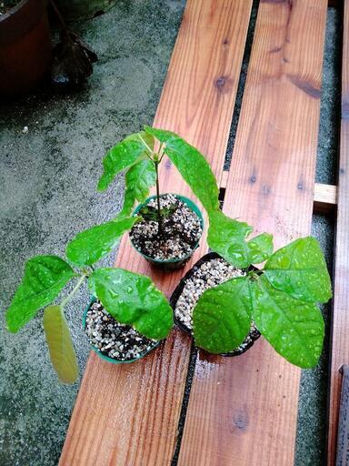 カカオ苗木３個　ガーナ産フォラステロ種 カカオ苗木3個 ガーナ産フォラステロ種