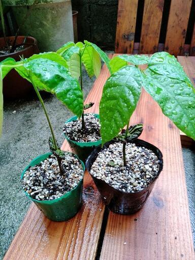 カカオ苗木３個　ガーナ産フォラステロ種 カカオ苗木3個 ガーナ産フォラステロ種