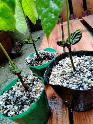 カカオ苗木3個 ガーナ産フォラステロ種