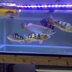早急!!お盆まで特別激安!!1200水槽一式  バラ売り可!!