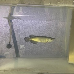 早急!!お盆まで特別激安!!1200水槽一式  バラ売り可!!