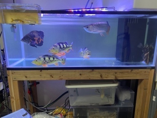 早急!!お盆まで特別激安!!1200水槽一式  バラ売り可!!