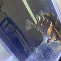 早急!!お盆まで特別激安!!1200水槽一式  バラ売り可!!