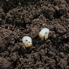 1.ヘラクレスオオカブト 幼虫2匹セット 孵化時期:2023年8月上旬