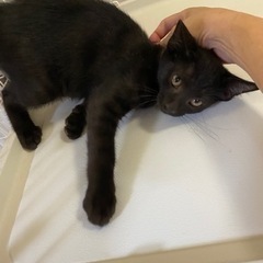 黒猫　男の子　生後約3ヶ月 - 富山市