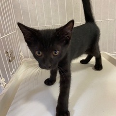 黒猫　男の子　生後約3ヶ月 − 富山県