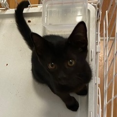 黒猫　男の子　生後約3ヶ月 - 猫