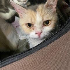 猫ちゃんの里親さん募集　無料譲渡