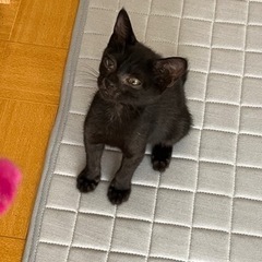 ⭐️譲渡いたしました⭐️ 保護猫　黒猫のチビ子ちゃん💕