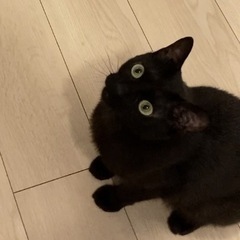 黒猫