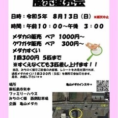改良メダカ&クワガタ展示販売会(8/13)