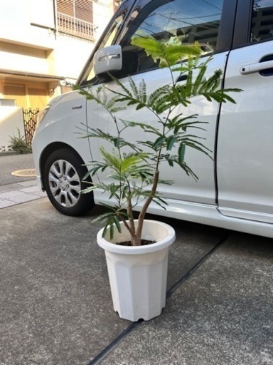 観葉植物 エバーフレッシュ 約110cm