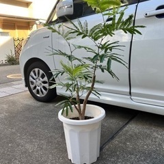 観葉植物 エバーフレッシュ 約110cm