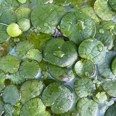 浮草差し上げます