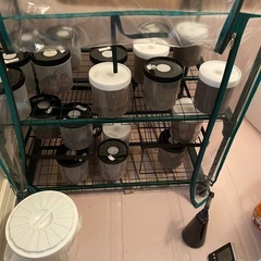 オオクワガタ引退セット