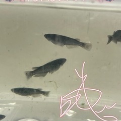 🫧ブラックダイヤ１ペア🫧早い者勝ち🐟