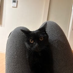 2歳黒猫