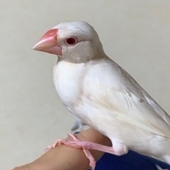 文鳥　女の子里親様募集