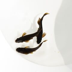 【メダカ】カイジ 稚魚10匹