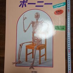【ネット決済・配送可】ペーパークラフト 人体骨格模型