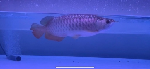 フルゴールド　豚　36±