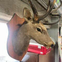 ハンティングトロフィー No.9219 鹿 剥製 インテリア【リサイクル