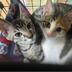 推定2.5ヶ月🐈かわいい三毛ちゃん　💓8/6みやきマルシェ譲渡会参加予定 − 佐賀県