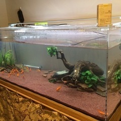 ADA60cm水槽セット譲ります