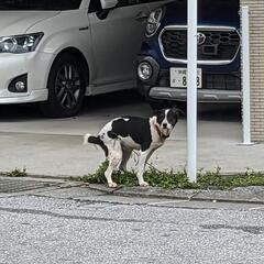 🐶迷い犬🐶の画像