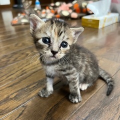 子猫の里親さん募集中🐱