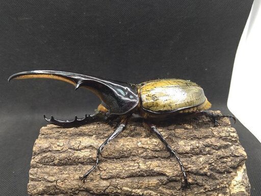 【ペア出品最終】ヘラクレスオオカブトムシ♂♀ペア　7-①