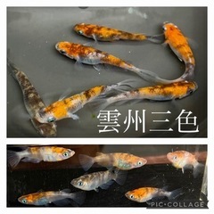【nego_mdk】幼魚〜若魚　選別漏れメダカミックス15匹