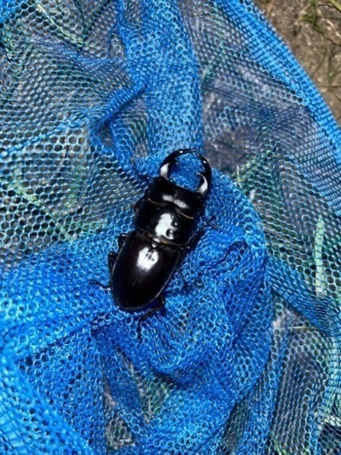 天然オオクワガタ