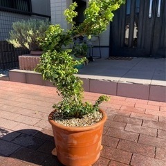 決まりました⭐️雲龍ツゲ　スパイラルドラゴン鉢ごと