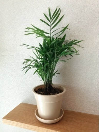 観葉植物　テーブルヤシ⑧　37cm　ナチュラルカラーの3.5号の鉢と受け皿付き