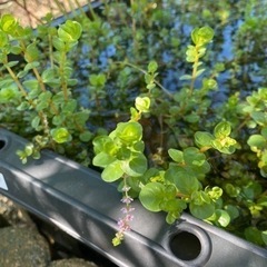 水草　ロタラロトンジフォリア　水上葉　10本　無農薬