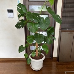 観葉植物モンステラ