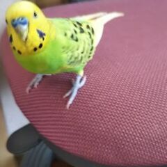 急募 セキセイインコ ピーちゃん 優しい里親様、お願い致します。