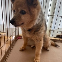 はづきちゃん　メス　シニア犬