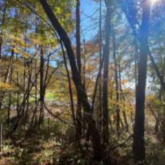 商談中【貸地】長野県南佐久郡南牧村　山林　キャンプにいかが…