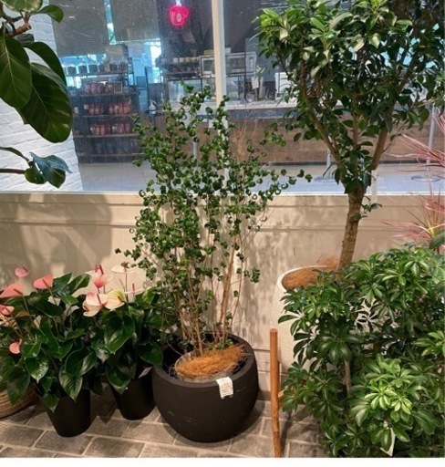 値下げしました！KONTON植木鉢ラヴァボウルLAVA★ 多孔質テクスチャーポット14号Mサイズ
