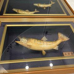 山女魚　鮎　剥製　キレイ