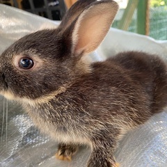 ウサギ(ネザーランド)販売中です。 - 地元のお店