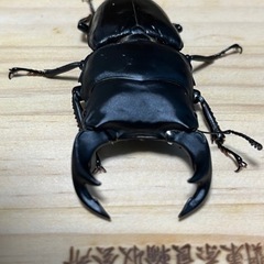 本家奈良輪川西