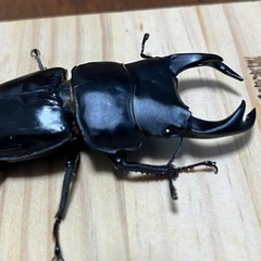 本家奈良輪川西